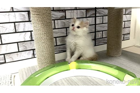 販売中の福岡県のマンチカン-119118の3枚目