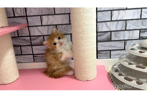販売中の福岡県のマンチカン(短足)-119119の2枚目