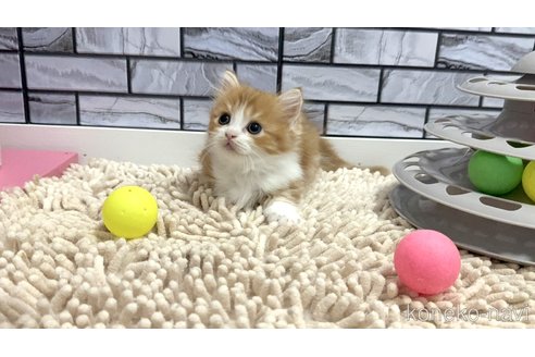 販売中の福岡県のマンチカン(短足)-119119の3枚目
