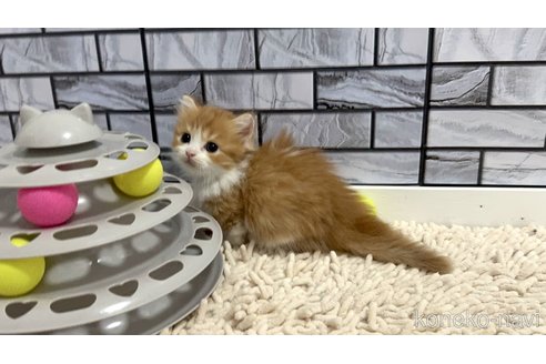 販売中の福岡県のマンチカン(短足)-119119の4枚目
