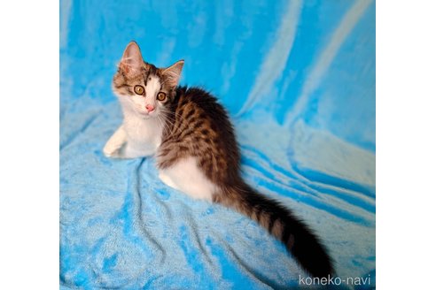 販売中の神奈川県のノルウェージャンフォレストキャット-113008の2枚目