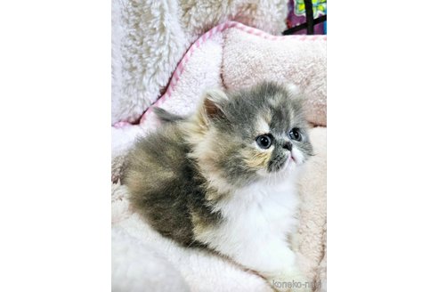 販売中の大阪府のミヌエット(短足)-119120の2枚目