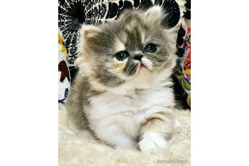 販売中の大阪府のミヌエット(短足)-119120の4枚目