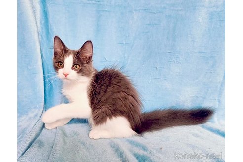 販売中の神奈川県のノルウェージャンフォレストキャット-113009の1枚目