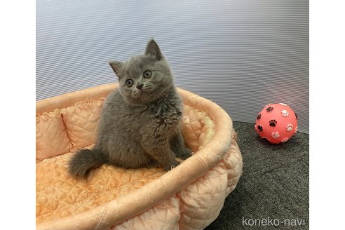 販売中の大阪府のブリティッシュショートヘア-119127の4枚目