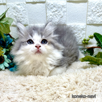 販売中の埼玉県のスコティッシュフォールド-119138の1枚目