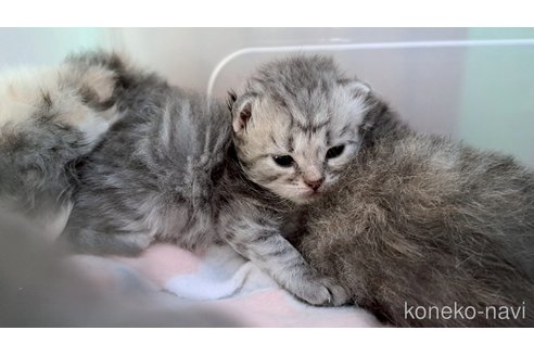 販売中の栃木県のサイベリアン-119139の2枚目