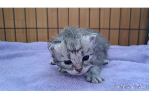 販売中の栃木県のサイベリアン-119139の3枚目