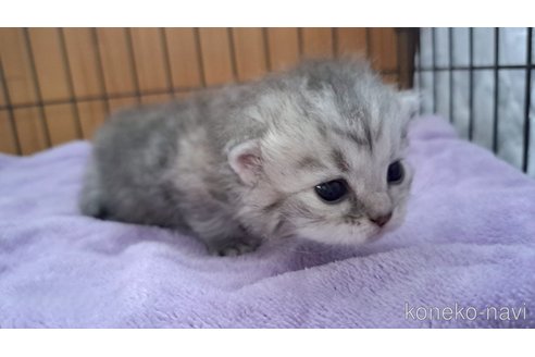 販売中の栃木県のサイベリアン-119141の3枚目