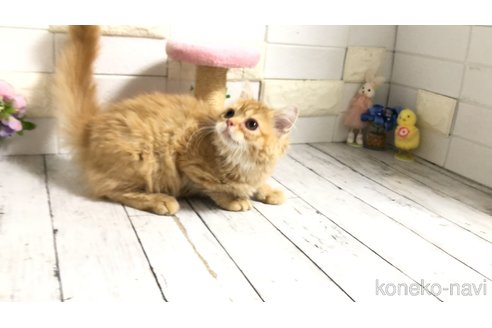 販売中の埼玉県のミヌエット-110568の8枚目
