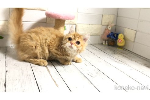 販売中の埼玉県のミヌエット-110568の7枚目