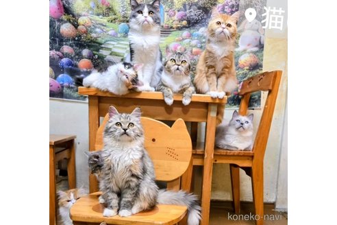 成約済の千葉県のミヌエット-114576の2枚目