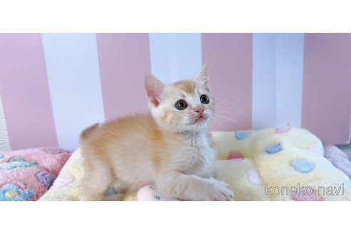 販売中の群馬県のマンチカン-116178の4枚目