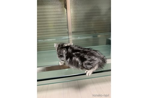 販売中の愛知県のアメリカンショートヘア-116002の2枚目
