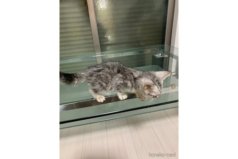 販売中の愛知県のアメリカンショートヘア-116005の3枚目