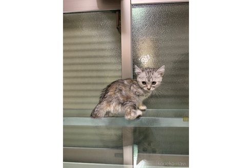 販売中の愛知県のアメリカンショートヘア-116009の4枚目