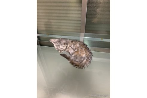 販売中の愛知県のアメリカンショートヘア-116009の2枚目