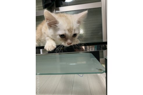 販売中の愛知県のアメリカンショートヘア-116010