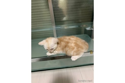 販売中の愛知県のアメリカンショートヘア-116010の2枚目