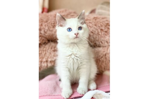 販売中の福岡県のラグドール-113695