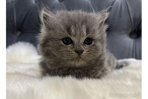販売中の鹿児島県のマンチカン-119069の4枚目