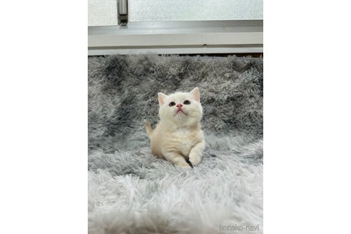 販売中の千葉県のマンチカン(短足)-119184の6枚目