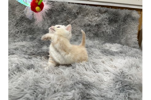 販売中の千葉県のマンチカン(短足)-119184の3枚目
