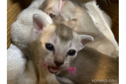 販売中の広島県のシンガプーラ-119044の3枚目
