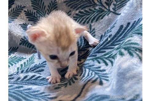販売中の広島県のシンガプーラ-119043の4枚目