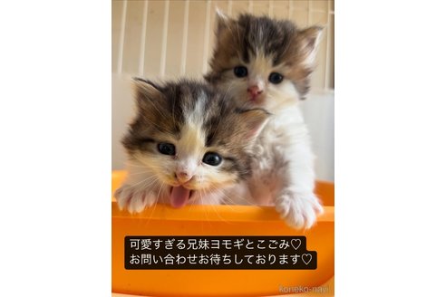 販売中の京都府のラガマフィン-119193の9枚目