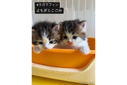 販売中の京都府のラガマフィン-119193の10枚目