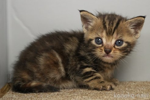 販売中の埼玉県のアメリカンショートヘア-118189の9枚目