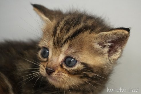 販売中の埼玉県のアメリカンショートヘア-118189の8枚目