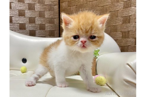 販売中の愛知県のエキゾチックショートヘア-119198の2枚目
