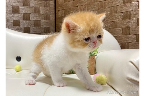 販売中の愛知県のエキゾチックショートヘア-119198の3枚目