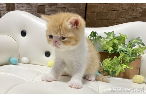 販売中の愛知県のエキゾチックショートヘア-119198の4枚目