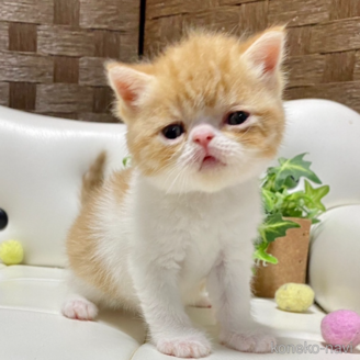 販売中の愛知県のエキゾチックショートヘア-119198