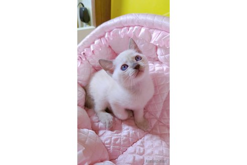 販売中の埼玉県のトンキニーズ-119200の6枚目
