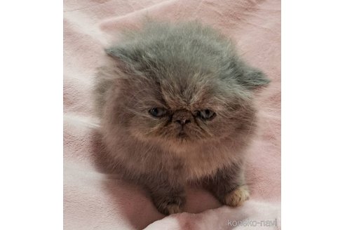 販売中の茨城県のエキゾチックショートヘア-119201の8枚目