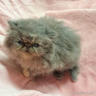 販売中の茨城県のエキゾチックショートヘア-119201の5枚目