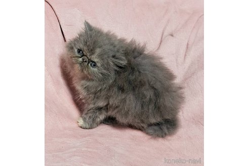 販売中の茨城県のエキゾチックショートヘア-119201の7枚目