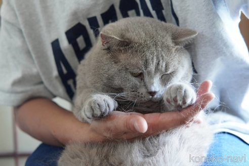 販売中の神奈川県のブリティッシュショートヘア-119228の12枚目