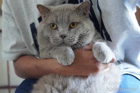 販売中の神奈川県のブリティッシュショートヘア-119228の13枚目