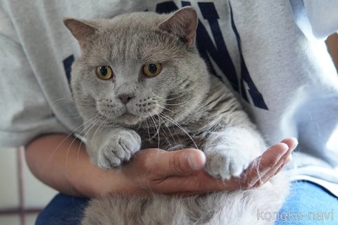 販売中の神奈川県のブリティッシュショートヘア-119228の10枚目