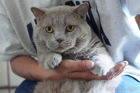 販売中の神奈川県のブリティッシュショートヘア-119228の5枚目