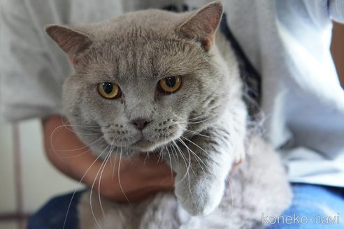販売中の神奈川県のブリティッシュショートヘア-119228の6枚目