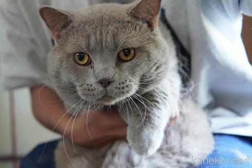販売中の神奈川県のブリティッシュショートヘア-119228の7枚目