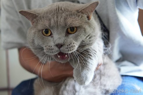 販売中の神奈川県のブリティッシュショートヘア-119228の8枚目
