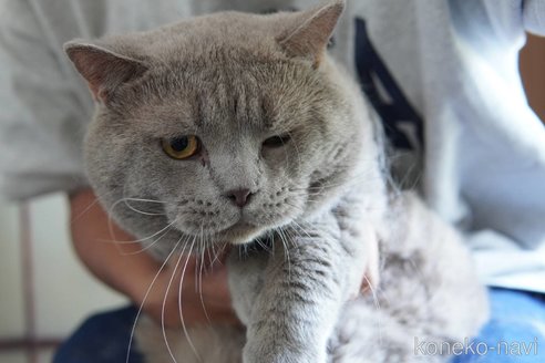 販売中の神奈川県のブリティッシュショートヘア-119228の3枚目