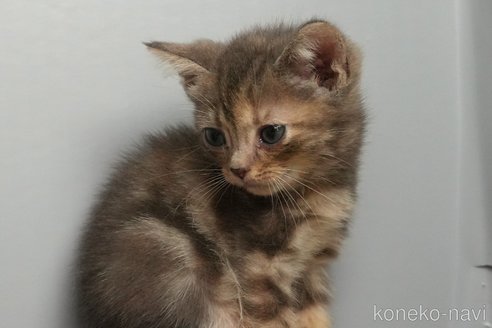 販売中の埼玉県のアメリカンショートヘア-115756の3枚目